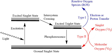 图2 Photophysical mechanism of PDT<sup>[1]</sup>