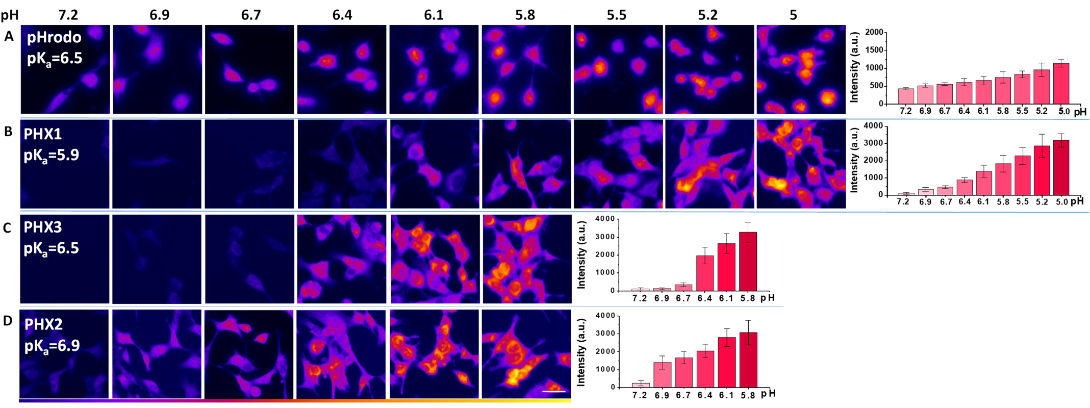 图2 Fluorescence images of hepatocellular carcinoma Hepa 1−6 cells incubated with pHrodo Red AM (HH-type, row A, 5 μM), PHX1 (Hilltype, row B, 15 μM), PHX3 (Hill-type, row C, 15 μM), and PHX2 (Hill-type, row D, 15 μM) with nigericin (5 μg/mL) at pH = 7.2, 6.9, 6.7, 6.4, 6.1, 5.8, 5.5, 5.2, and 5.0, respectively. Scale bar: 50 μm. Images were collected at λ<sub>ex</sub> = 559 nm and λ<sub>em</sub> = 565−640 nm. The fluorescence intensity was color coded, with yellow for high intensity and violet for low intensity. (n = 18 different cells from six representative image fields; error bars indicate s.d.)<sup>[1]</sup>.