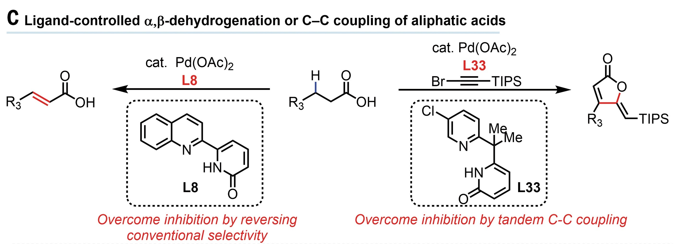 图2 配体控制的脂肪酸的α,β-脱氢或C-C偶联<sup>[2]</sup>