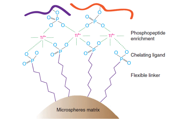 图1 Ti-IMAC材料的结构及结合磷酸肽的机制示意图<sup>[1]</sup>