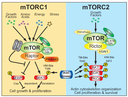 图1 mTORC1和mTORC2 <sup>[1]</sup>