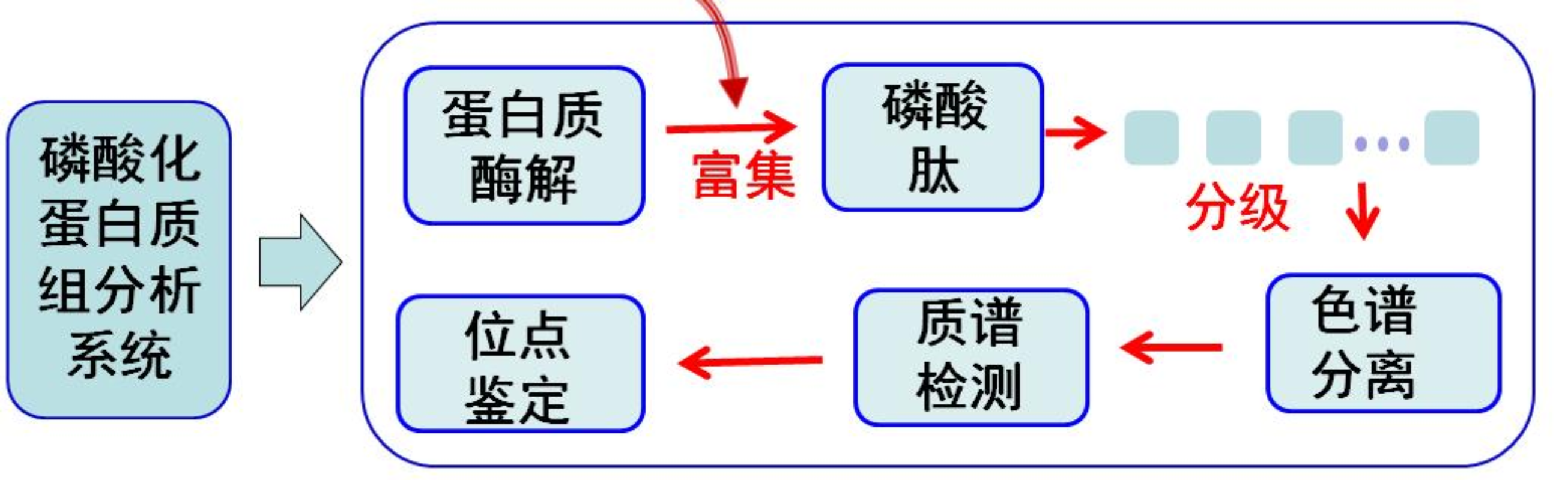 图2 磷酸化蛋白质组学分析流程
