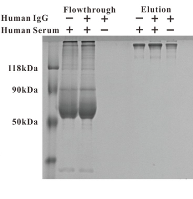 图1 Protein A Matrix磁珠从稀释10倍的人血清中提取抗体IgG的纯度，比直接从血清中提取的IgG纯度基本一致甚至更高。