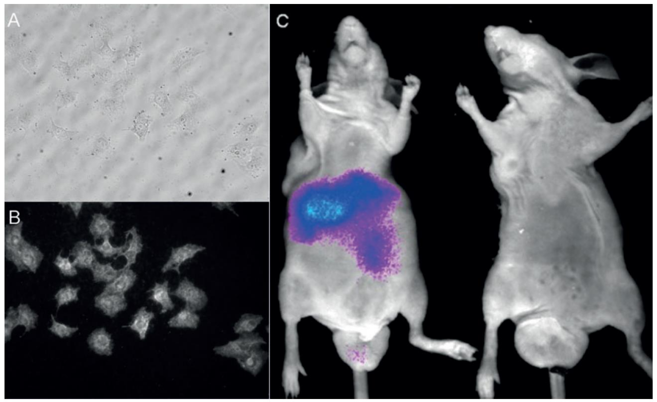 图1 The fixed HeLa cells loaded with ECXb (10 mm) imaged under white-light (A) and under excitation by an 808 nm laser (B). Overlay of the fluorescence and white light images of nude mouse with (C, left) and without (C, right) injection of ECXb via the tail vein.