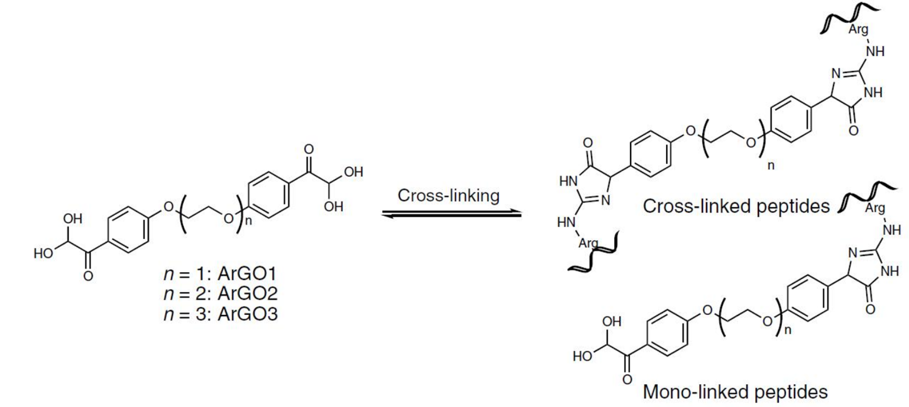 图1 Structures of ArGO1-3 compounds and of two major cross-linking products<sup>[1]</sup>
