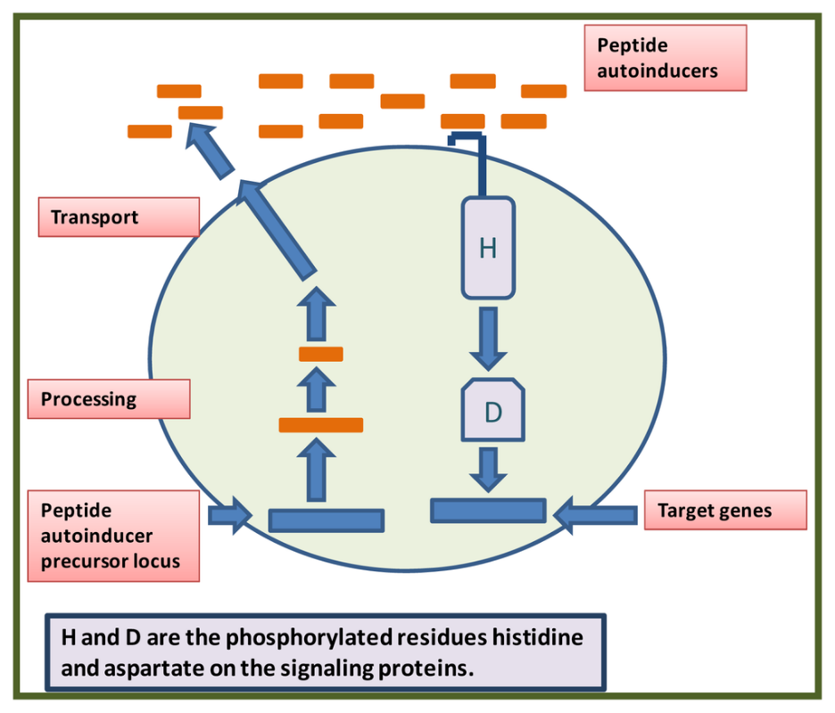 图1 A typical quorum-sensing system in Gram-positive bacteria<sup>[1]</sup>.