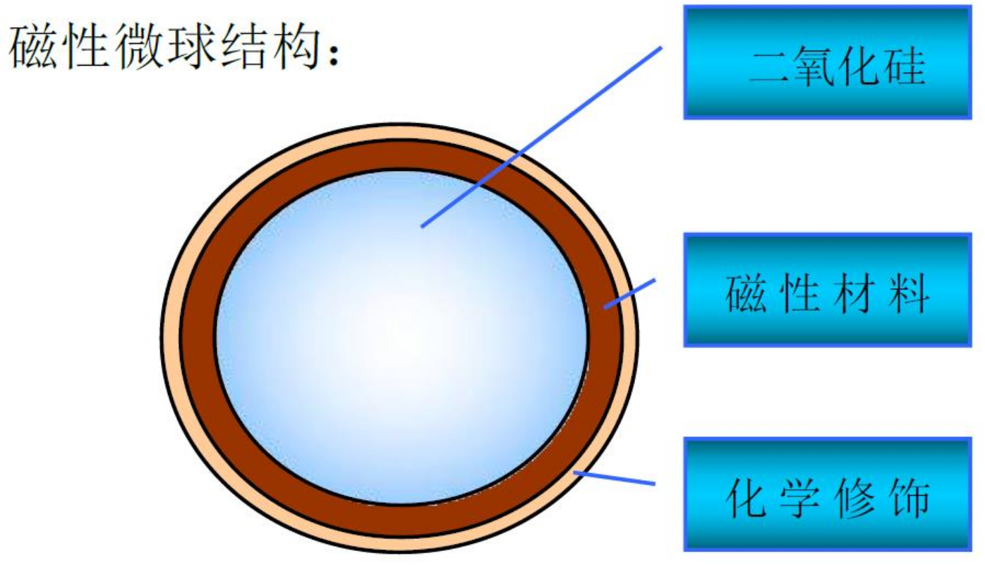 图2 核壳式（SLC）二氧化硅磁珠（规格：10mL包装的磁珠PBS悬浮液，固含量0.5%(w/v)(＜1 μm)；10mL包装的磁珠PBS悬浮液，固含量1%(w/v)(＞1 μm)。）