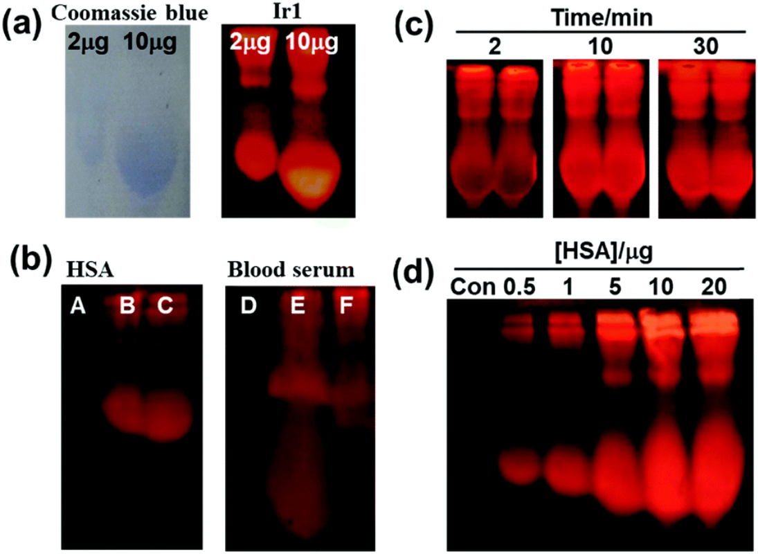 图2 HSA-Ir Probe和考马斯亮蓝染色效果对比图 <sup>[1]</sup>.(a) The gel of different concentrations of HSA treated with Coomassie blue G250 (100 mg L1 , 1 h) or Ir1 (5 mM, 2 min) after separation. (b) Selective staining: the gel of HSA, blood serum and mixture of other proteins (hemoglobin, transferrin, myoglobin, g-globulin, hemin, lysozyme, apo-transferrin, methemoglobin and holo-transferrin) was stained with Ir1. Lanes A and D: mixture of other proteins; lane B: HSA; lane C: HSA + mixture of other proteins; lane E: blood serum; lane F: blood serum + mixture with other proteins. (c) The gel of HSA (10 mg) per lane and then treated with Ir1 for different incubation times after separation. Twice in parallel with each experiment. (d) The gel of different concentrations of HSA and then treated with Ir1 after separation.