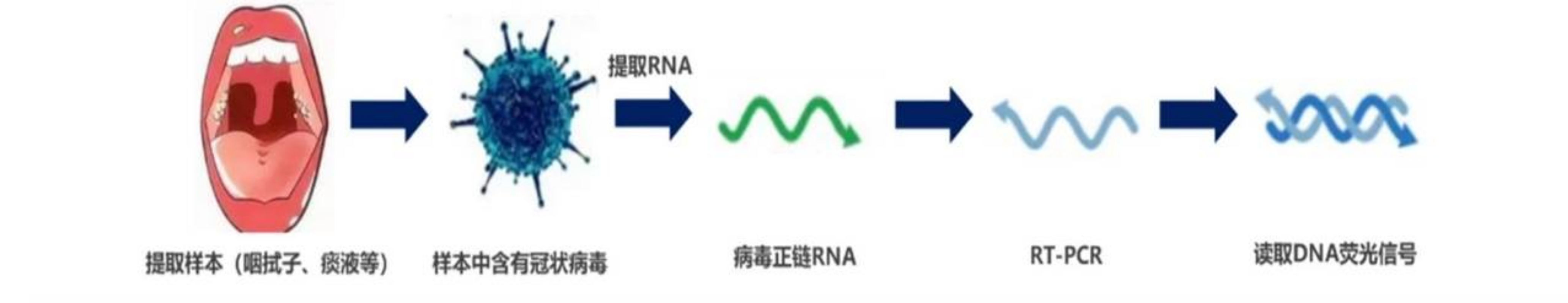 图1 核酸检测流程