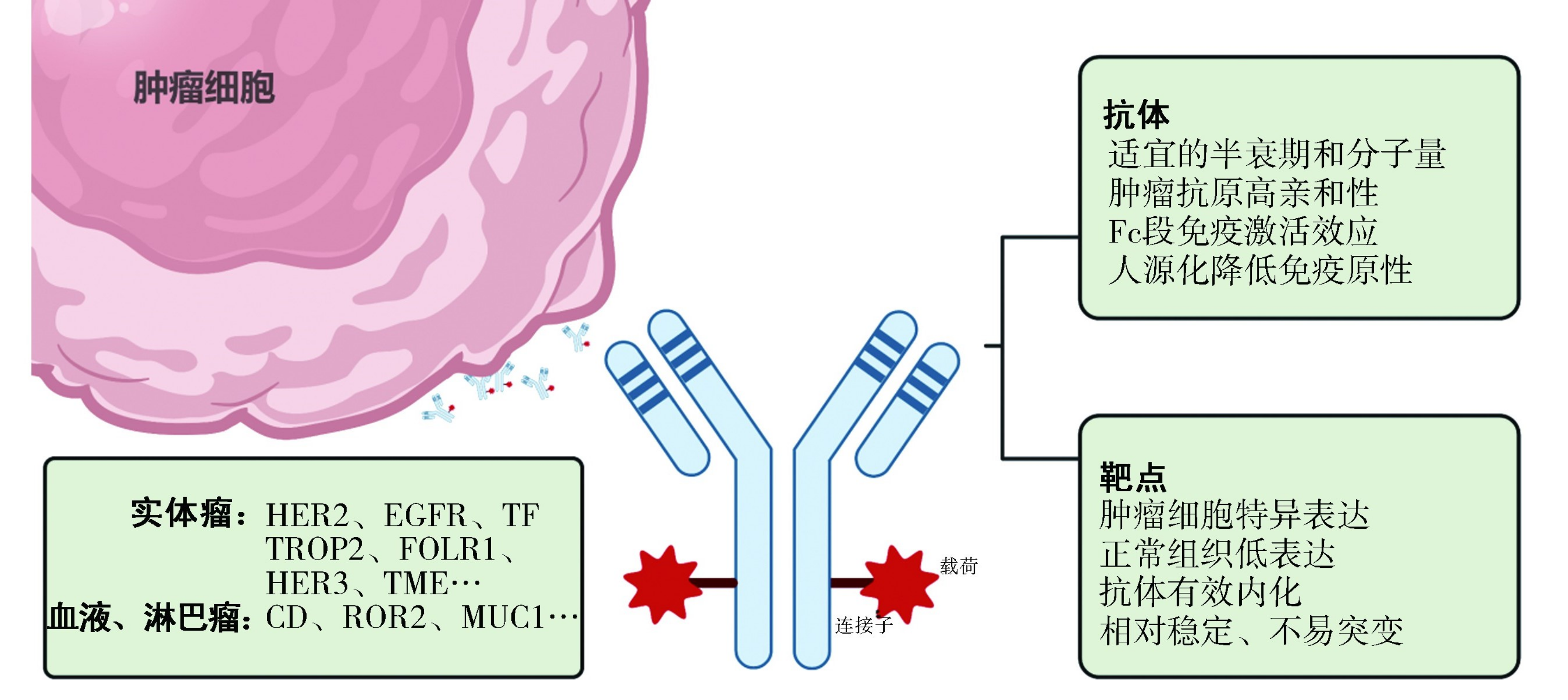 图1 ADC药物的结构示意图<sup>[1]</sup>