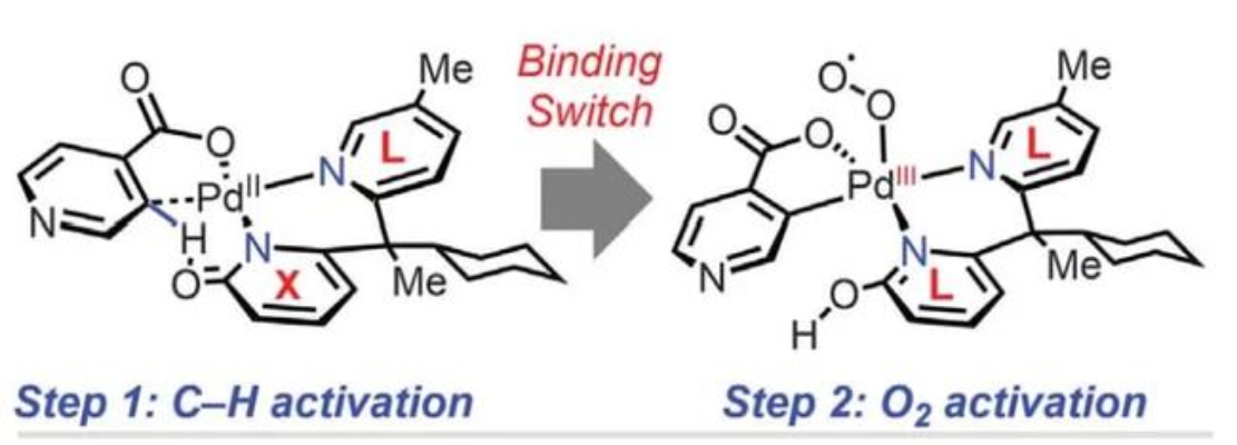 图1 双齿吡啶/吡啶酮配体的钯配合物催化芳基C-H键羟基化<sup>[1]</sup>